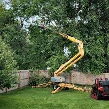 Best Root Management and Removal  in Naranja, FL