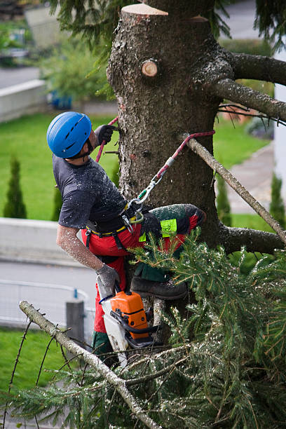 Best Tree Risk Assessment  in Naranja, FL