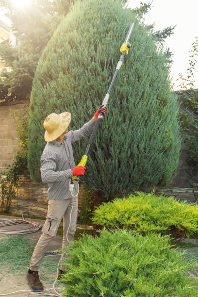 Best Tree Maintenance Programs  in Naranja, FL